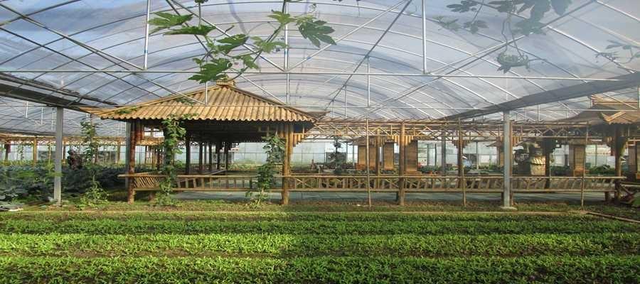 种植致富经_生态种植致富研究_种植致富新项目