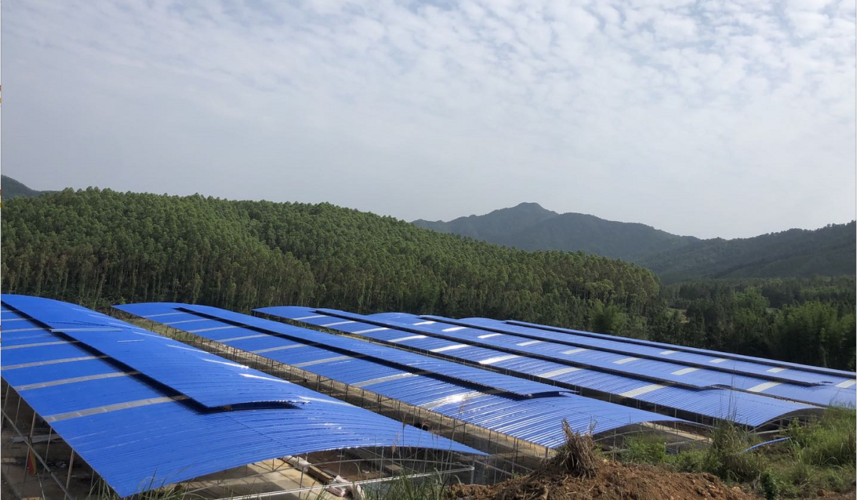 韶关：鸽子住进“别墅房” 山村飞来“金凤凰”
