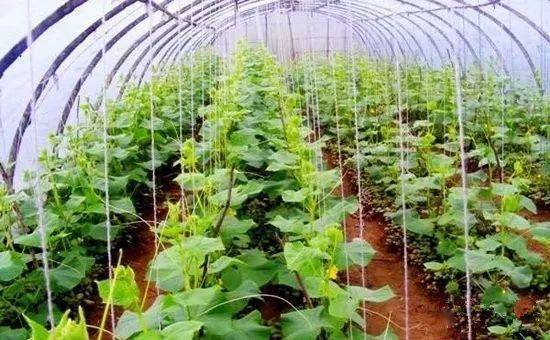 9种常见的大棚蔬菜套种模式！