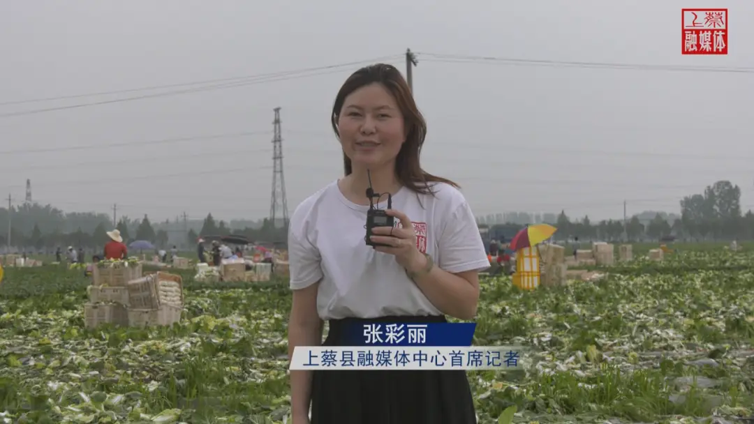 上蔡县齐海乡牛庄村：娃娃菜让村民抱得致富“金娃娃”