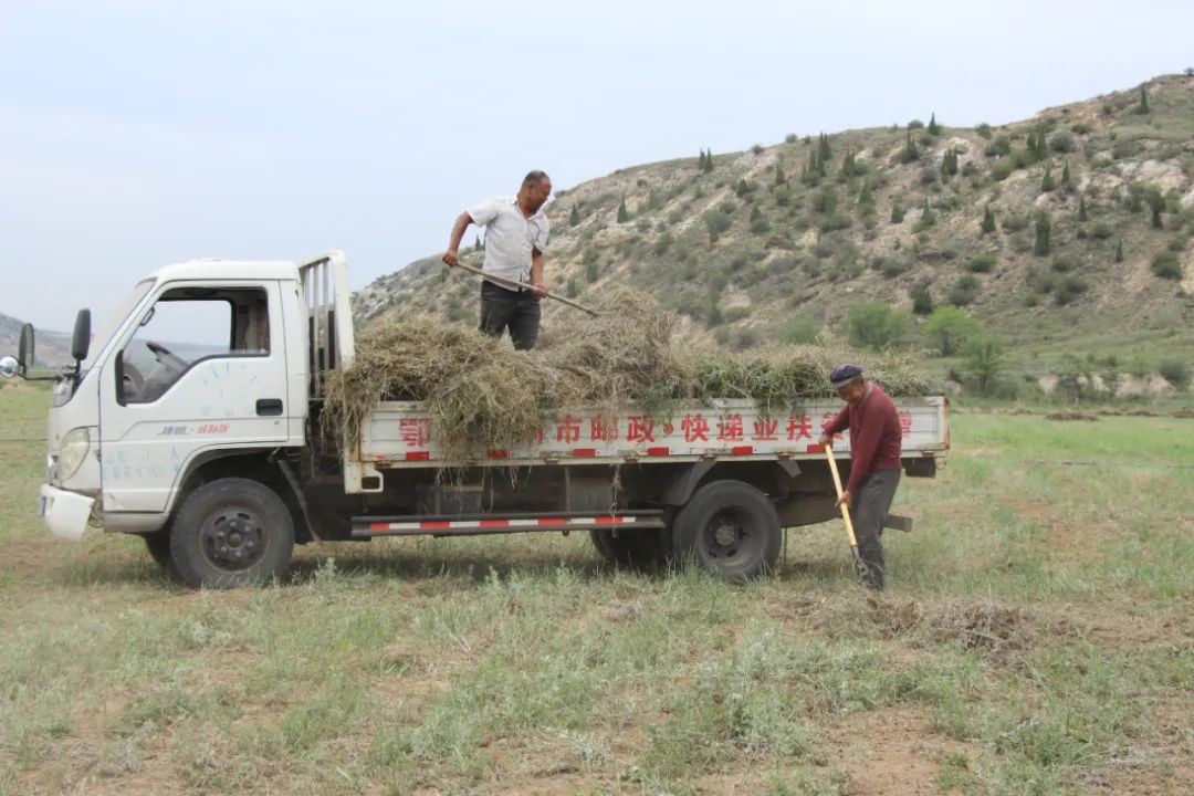 种苜蓿赚钱吗_致富种植苜蓿产量_种植苜蓿致富