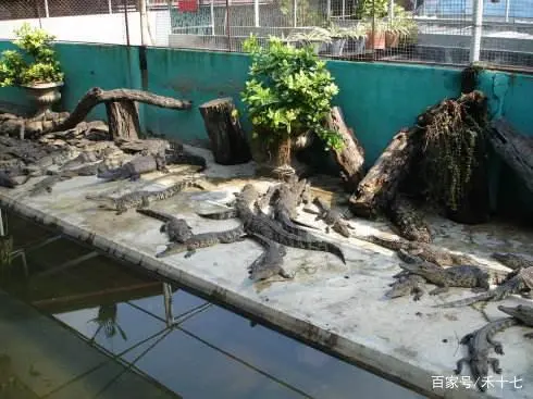 鳄鱼养殖管理技术规范_鳄鱼养殖管理技术视频_鳄鱼养殖管理技术