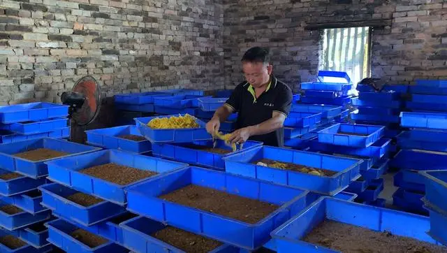 石蛙养殖技术视频教程_石蛙养殖致富经_农视网致富经养殖石蛙