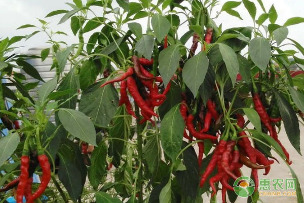 黄瓜种植效益_河南商丘夏邑县黄瓜基地_夏邑黄瓜种植致富