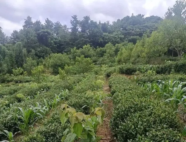茶园套种山桐子，盘活土地致富经