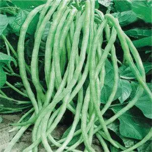 架豆的种植技术视频_架豆种植株行距_种植架豆哪个品种好