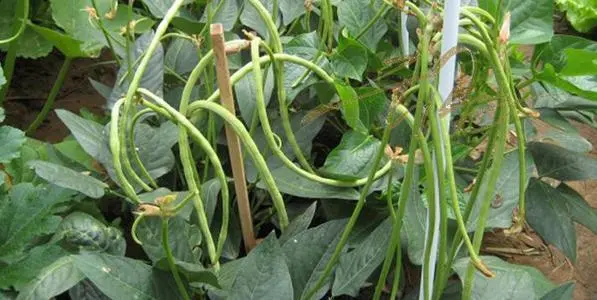 种植架豆哪个品种好_架豆种植株行距_架豆的种植技术视频