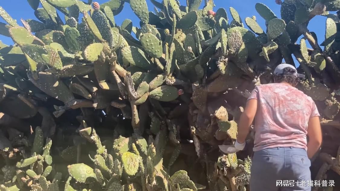胭脂米种子一斤多少钱_种植胭脂米致富_胭脂米亩产量