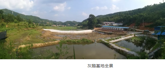 据说，鼎龙乡出了一位养鹅“大佬”，而且还带动乡亲致富……