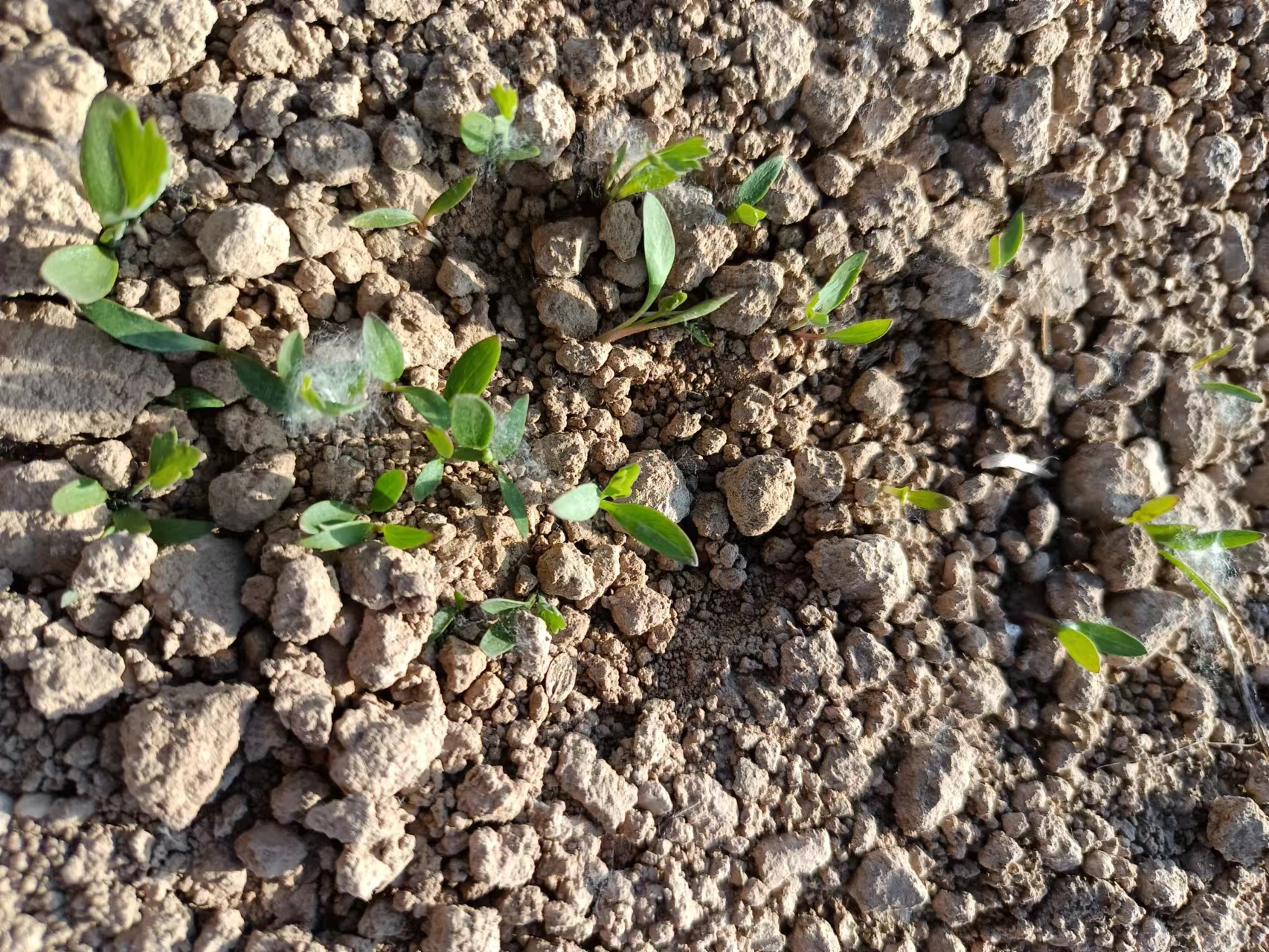 中药材致富_药材种植引领农民致富_药材种植业致富项目