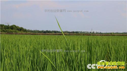 致富经：爱美懒媳妇 懒招赚快钱(20170913)
