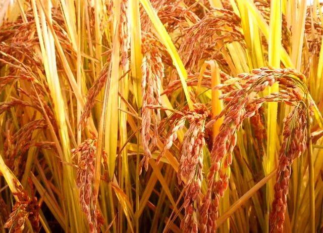 致富米种植胭脂好吗_胭脂米亩产量_种植胭脂米致富