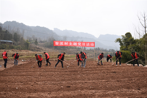 助农 | 石柱：按下中药材种植“快进键” 为村民送上致富“新钥匙”