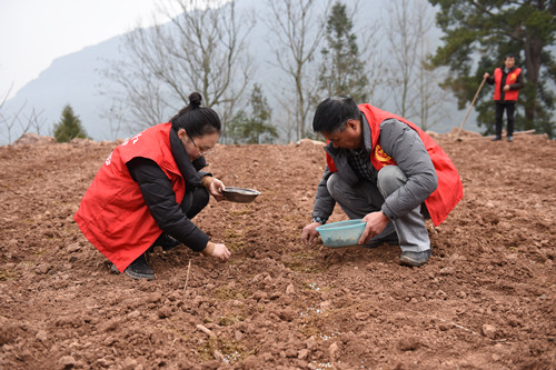 药材种植引领农民致富_药材种植的致富带头人_致富药材引领种植农民的句子