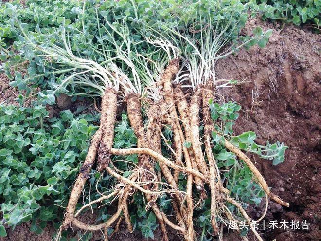 致富经臭参视频_致富经臭参视频_致富经臭参视频