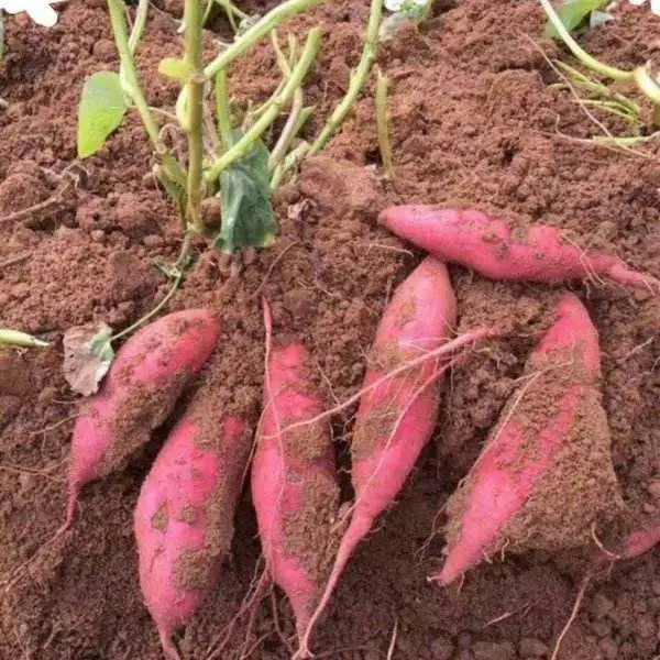萝卜种植效益怎样_萝卜致富种植项目有哪些_萝卜种植致富项目