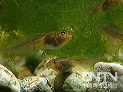 [致富经]流浪汉用青蛙赢得财富和爱情（下）(2011.5.10)