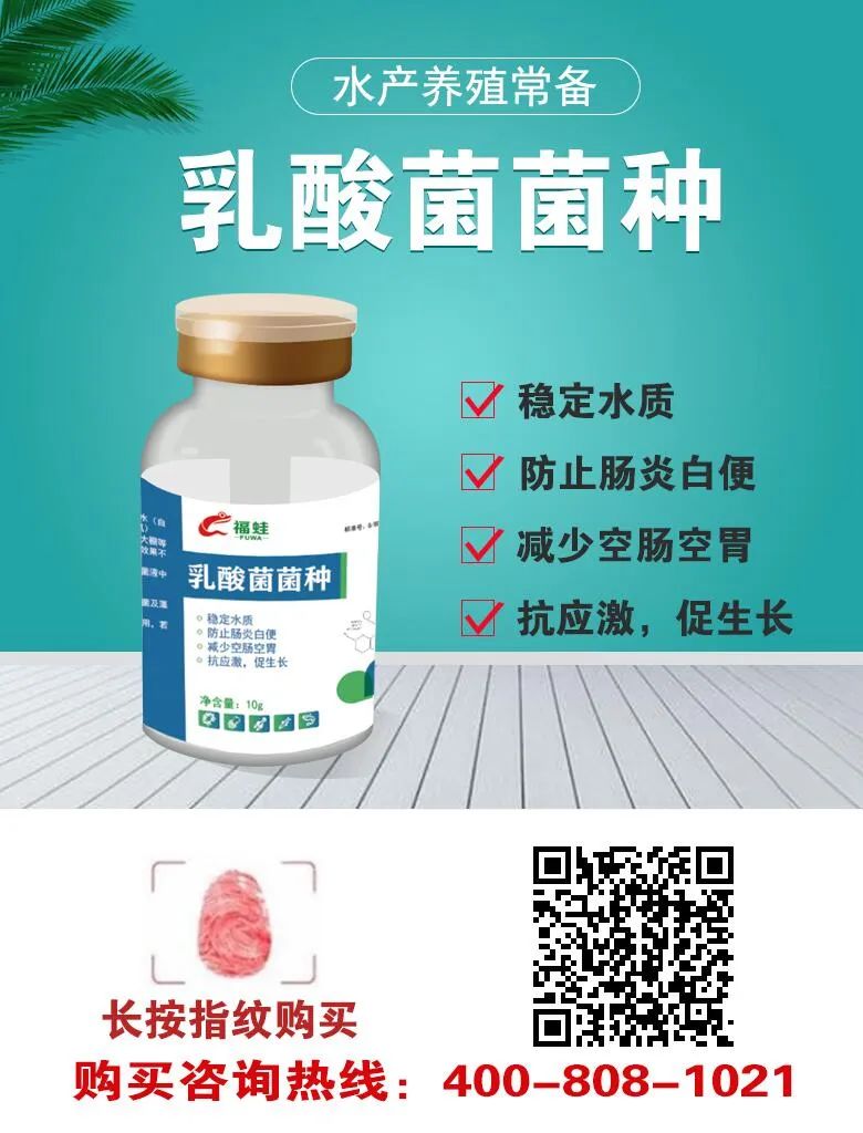 养殖虾如何致富_致富经室内养虾视频_致富经淡水虾养殖视频