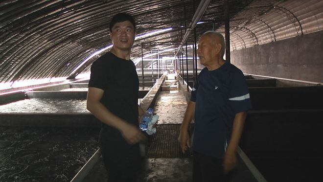 致富经室内养虾视频_养殖虾如何致富_致富经淡水虾养殖视频