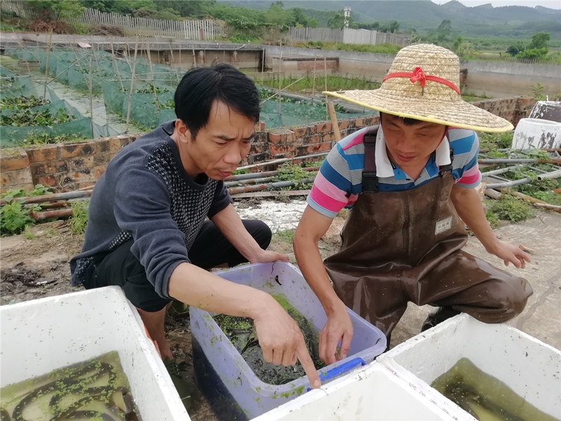 致富经鳝鱼养殖王忠华_王忠华黄鳝养殖基地_王中华黄鳝养殖基地
