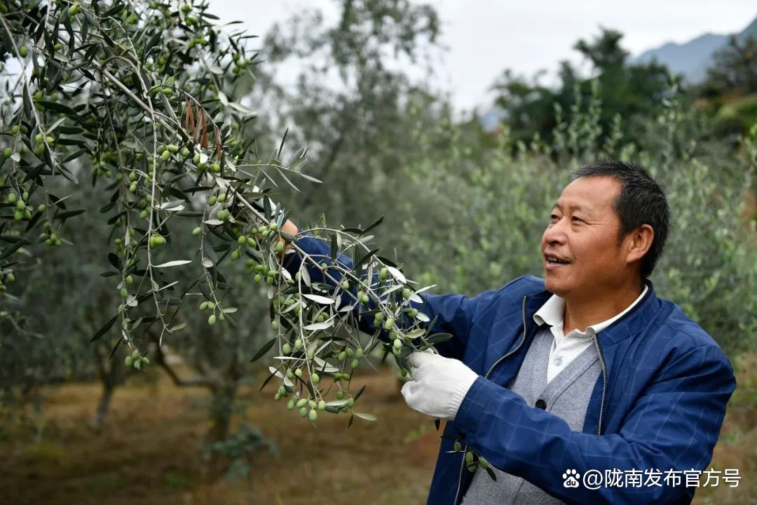 云南农村种植_云南农民种植致富树_云南种植什么树挣钱