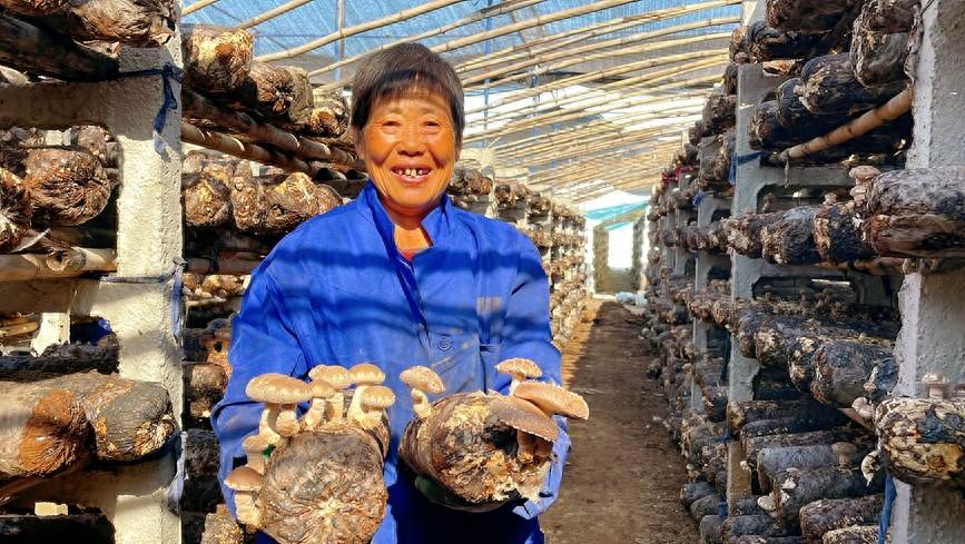 致富种植视频全集_致富经种植业_农民种植致富伞