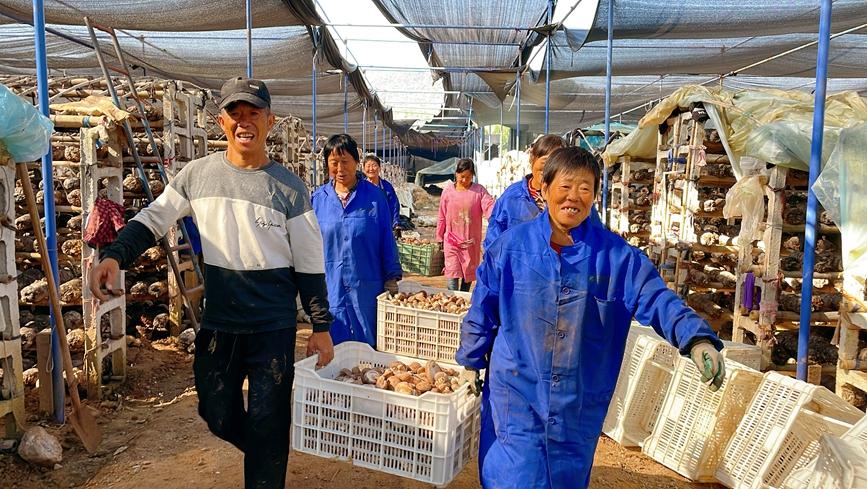 致富种植视频全集_农民种植致富伞_致富经种植业