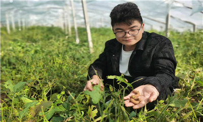 宜阳“95后”小伙儿养豆虫 带领乡民致富