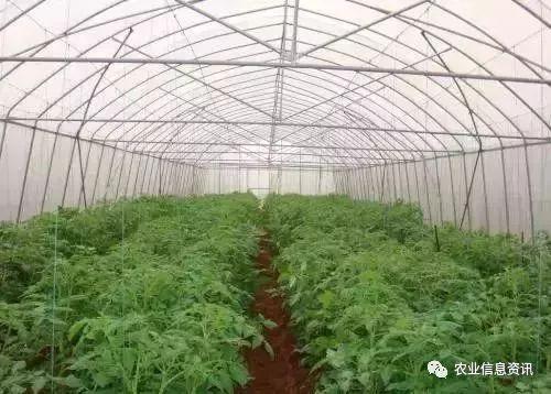 冬季西红柿种植技术_种植西红柿技术_西红柿种植技术与管理用肥