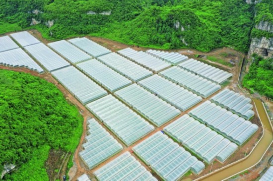 种植致富案例_苗乡种植致富思路_种植致富农村项目大全