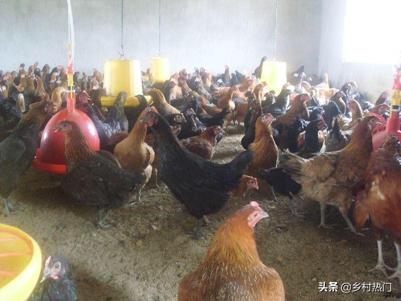 最新养鸡技术大全_鸡养殖技术大全_养殖大全鸡技术视频