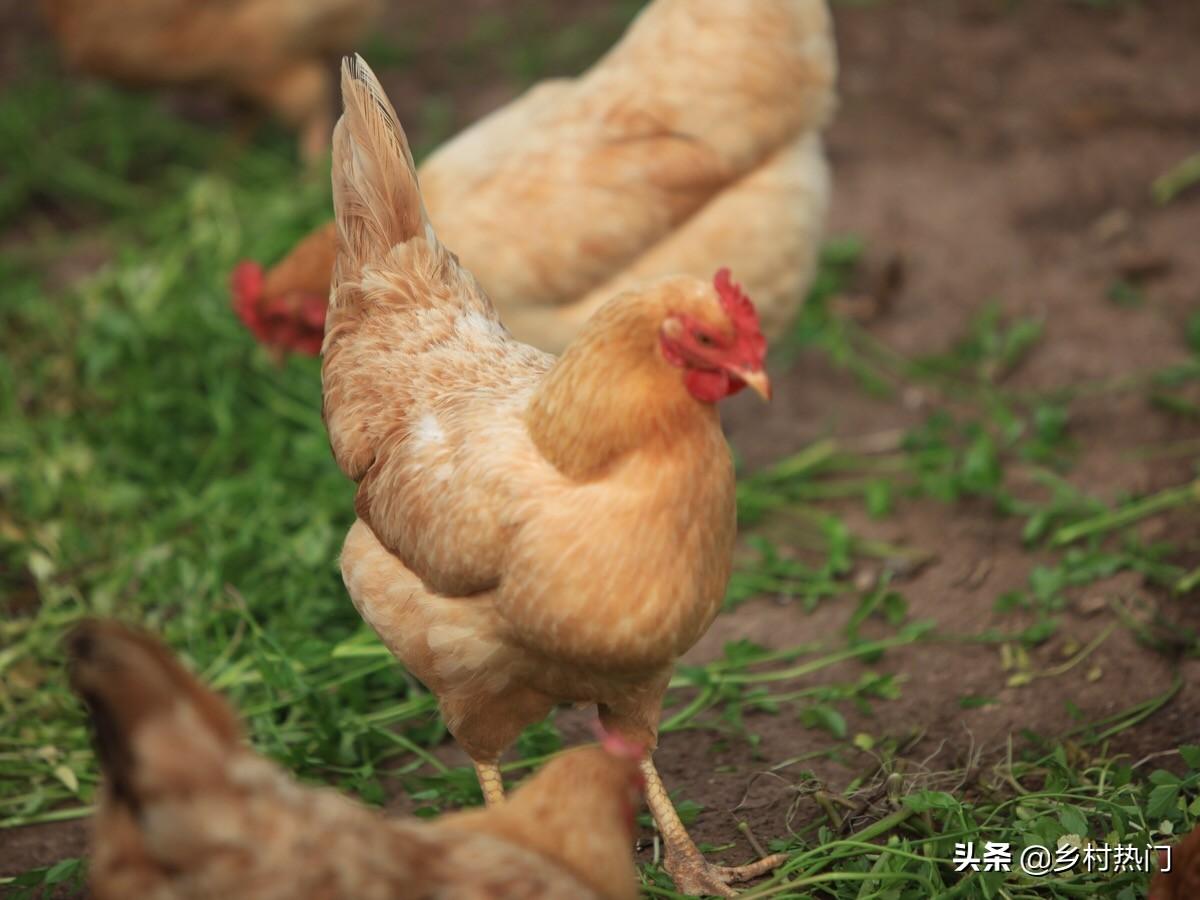 养殖大全鸡技术视频_鸡养殖技术大全_最新养鸡技术大全