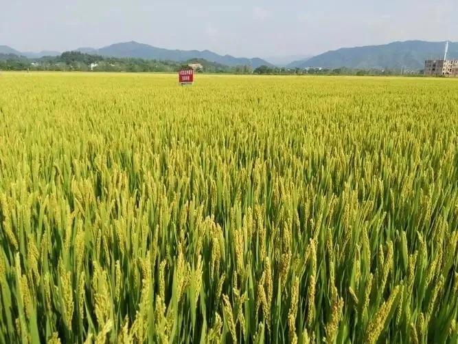致富种植项目新闻稿_致富种植项目新闻_种植致富新项目