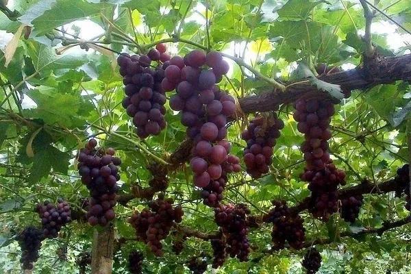 致富种植项目新闻_致富种植项目新闻稿_种植致富新项目
