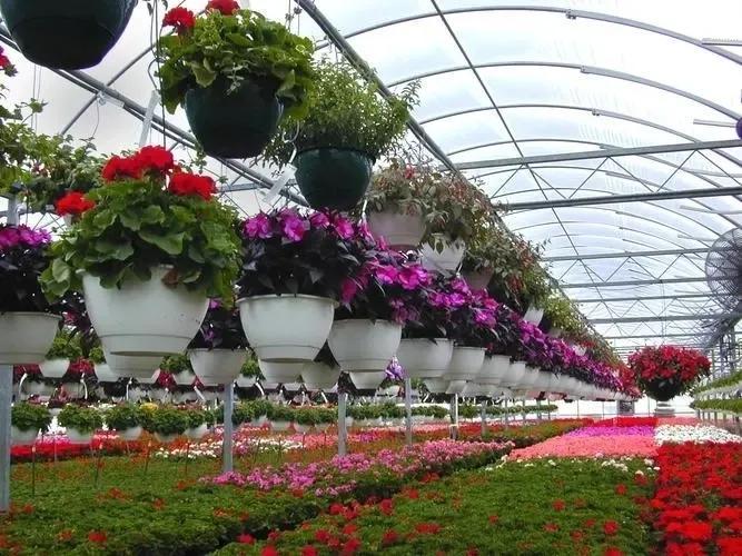 致富种植项目新闻稿_致富种植项目新闻_种植致富新项目