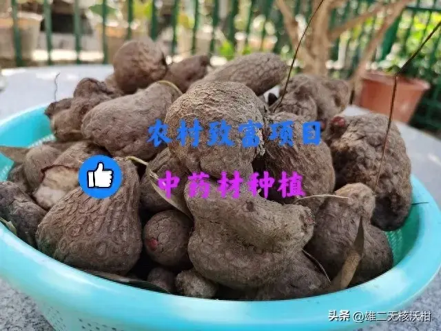 四年亩产值90000元，金果榄种植:农村致富新篇章