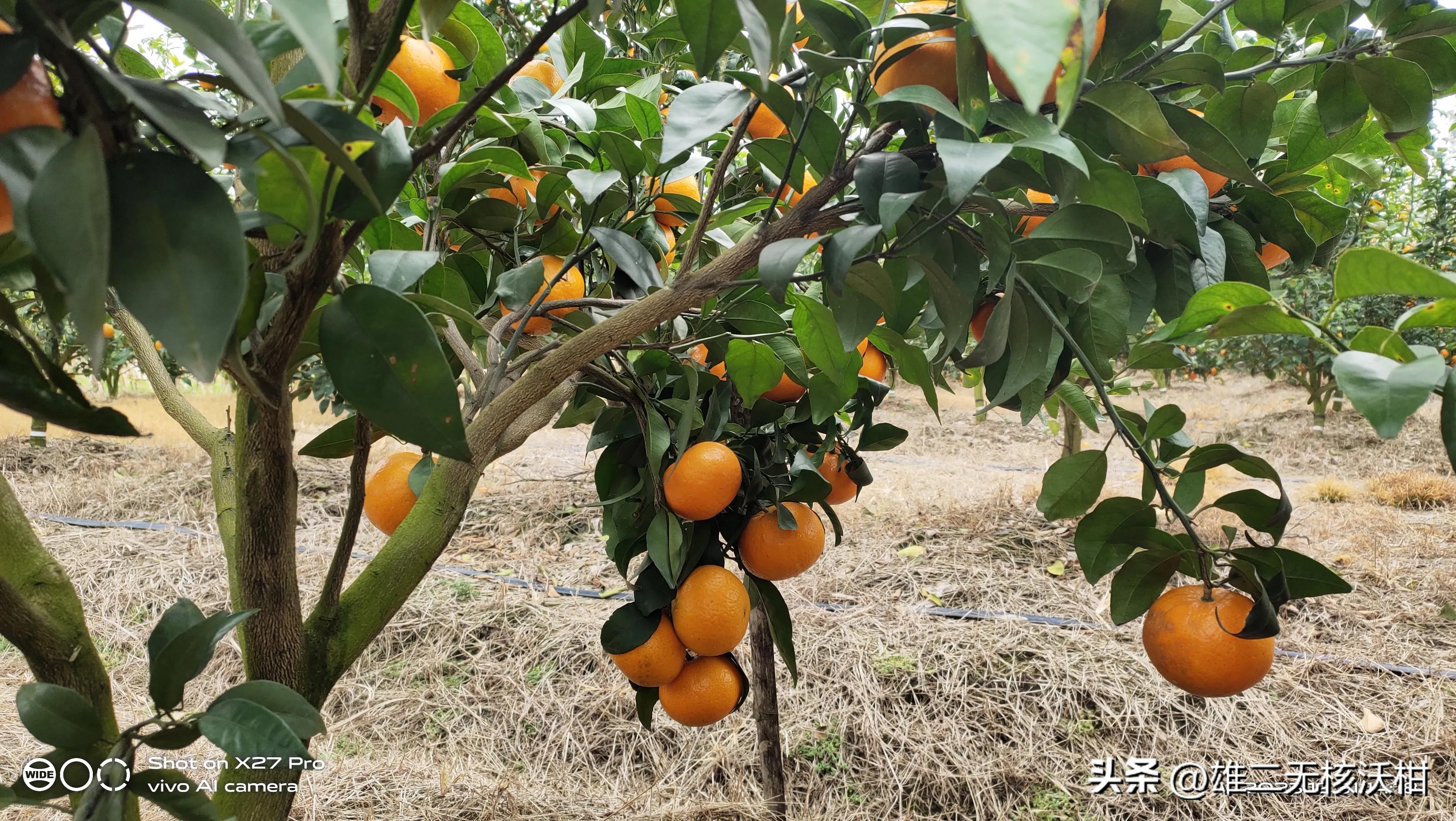 种植致富好项目_种植致富新项目_致富种植项目新闻稿