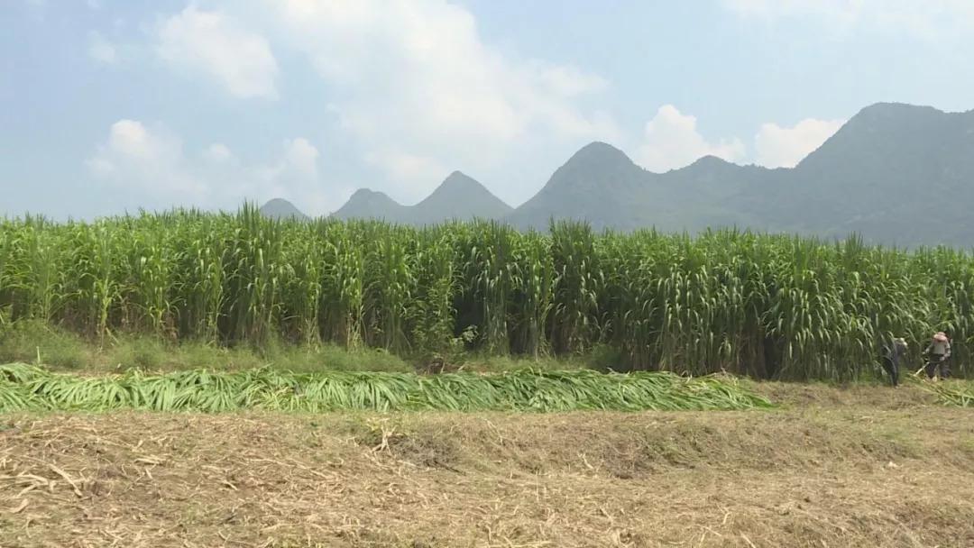 大理农村视频_大理山区的农村_大理农民致富经