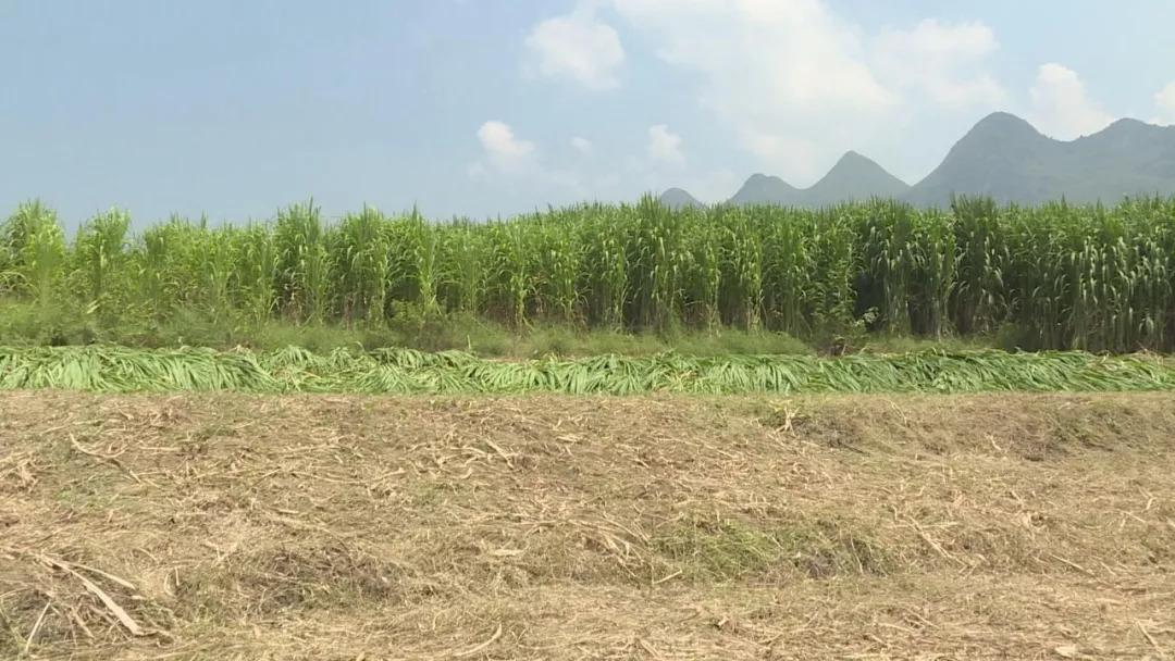 大理农村视频_大理山区的农村_大理农民致富经