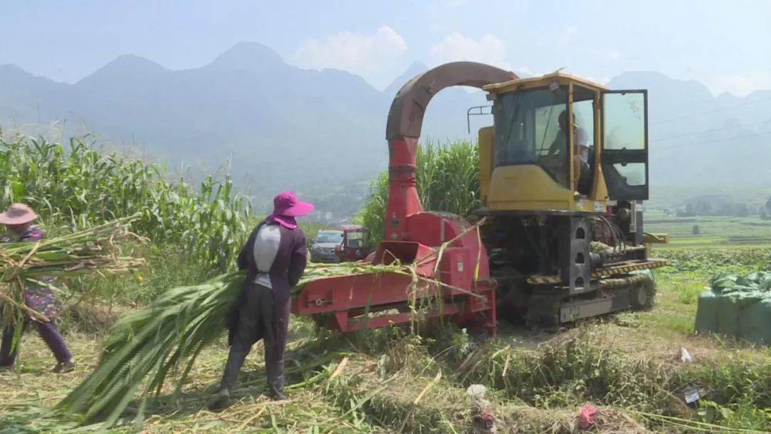 大理山区的农村_大理农民致富经_大理农村视频