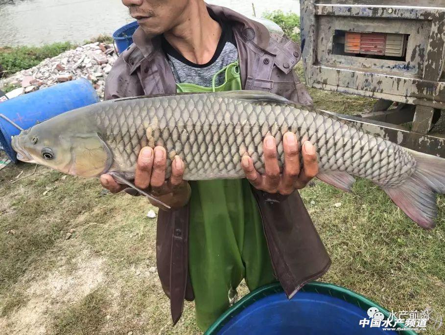 养草鱼致富经_养殖草鱼致富的人_草鱼养殖至富人