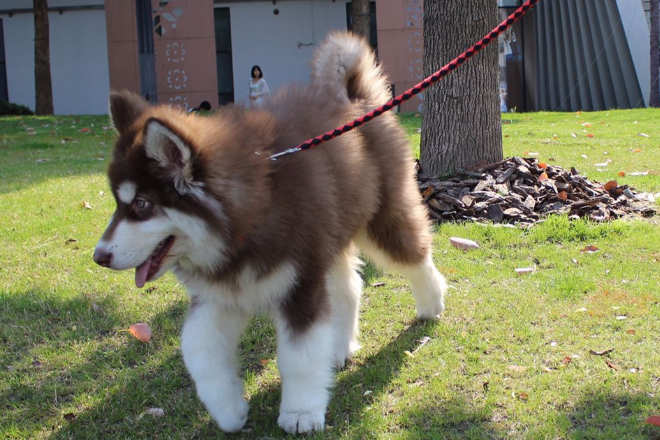 养殖捷克狼犬致富_致富捷克养殖狼犬视频_捷克狼犬养殖基地