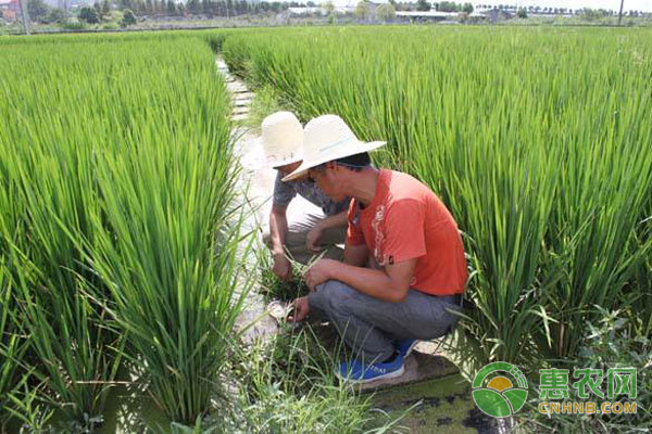 稻鱼共育养殖模式案例（附稻鱼共育生态控害技术）-图片版权归惠农网所有