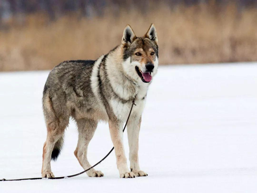 致富捷克养殖狼犬视频_养捷克狼犬犬舍有几家_养殖捷克狼犬致富