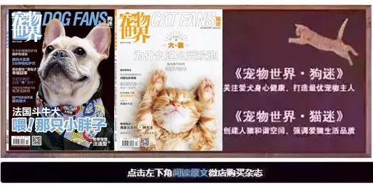 养捷克狼犬犬舍有几家_养殖捷克狼犬致富_致富捷克养殖狼犬视频