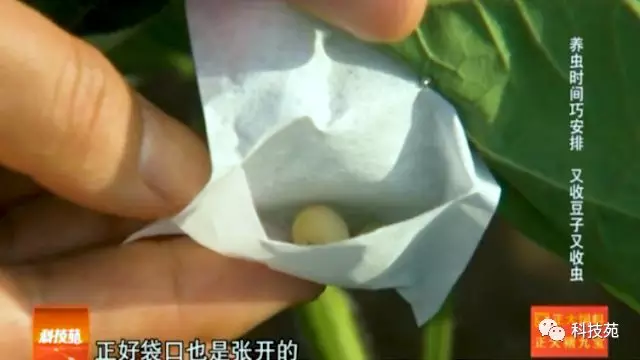 致富经老人豆腐村_致富经豆丹_致富经中的老豆虫