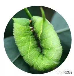 致富经豆丹_致富经老人豆腐村_致富经中的老豆虫