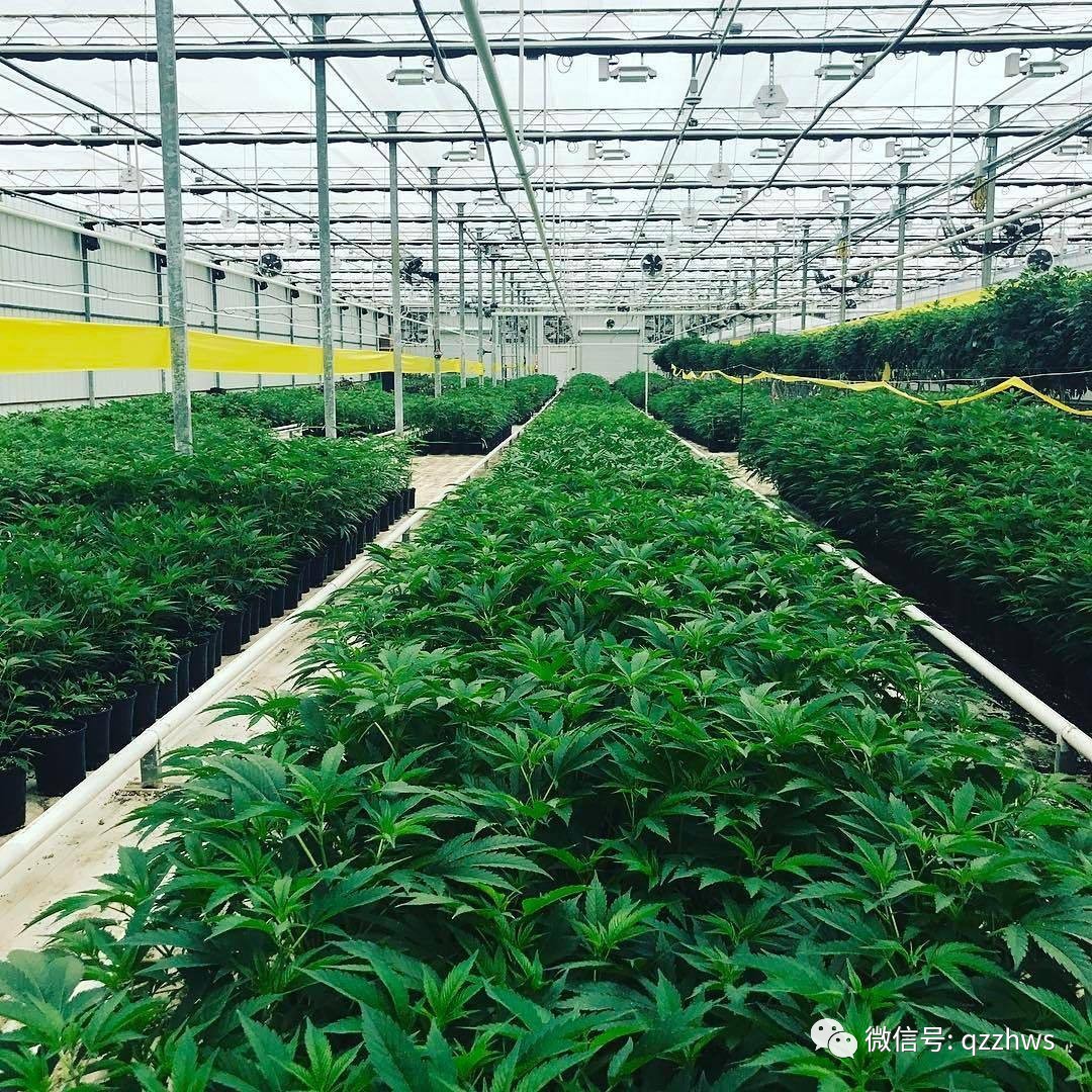 农业种植致富品种_致富种植农业品种有哪些_农村致富项目种植业