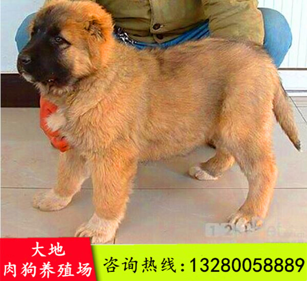 致富经养狗视频_致富经养肉狗视频_致富经养肉狗视频播放