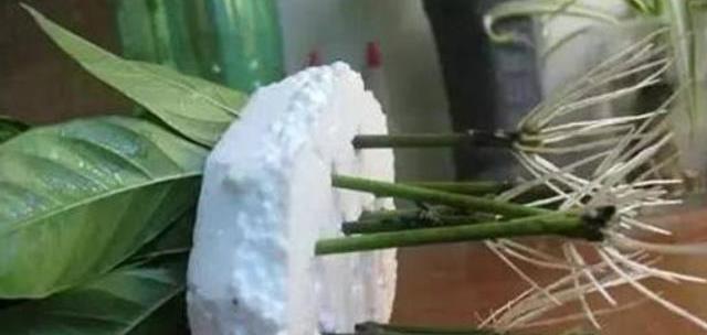 水培育植物_致富经水培植物_水培植物的经济价值
